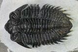 Coltraneia Trilobite Fossil - Huge Faceted Eyes #165844-1